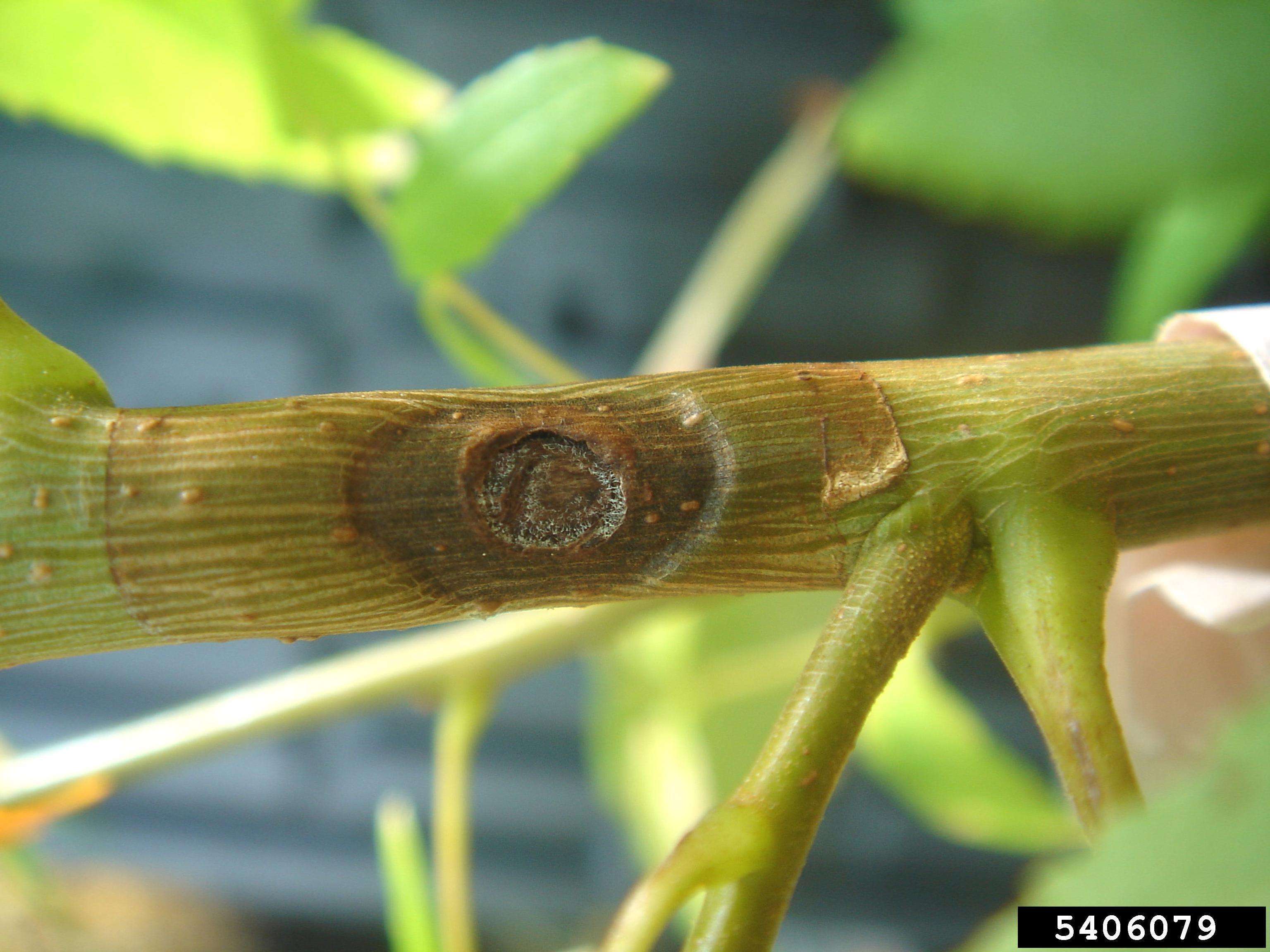 Canker on a Southern California walnut seedling; canker is circular and dark amber in color with fungus spores at the outer edges of the canker wound.