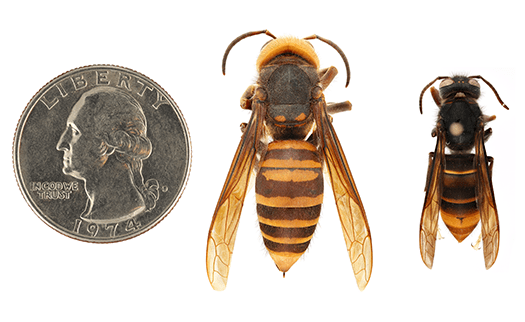 comparison: left: northern giant hornet (Vespa mandarinia);  right: yellow-legged hornet (Vespa velutina)