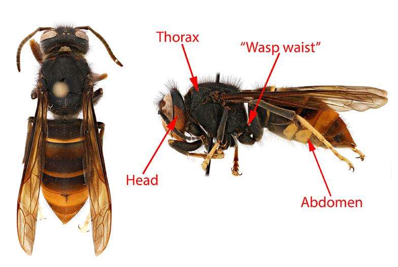 yellow legged hornet distinctive markings