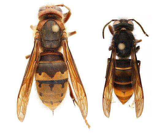 comparison photos-  left: European hornet (Vespa crabro), right: yellow-legged hornet (Vespa velutina)