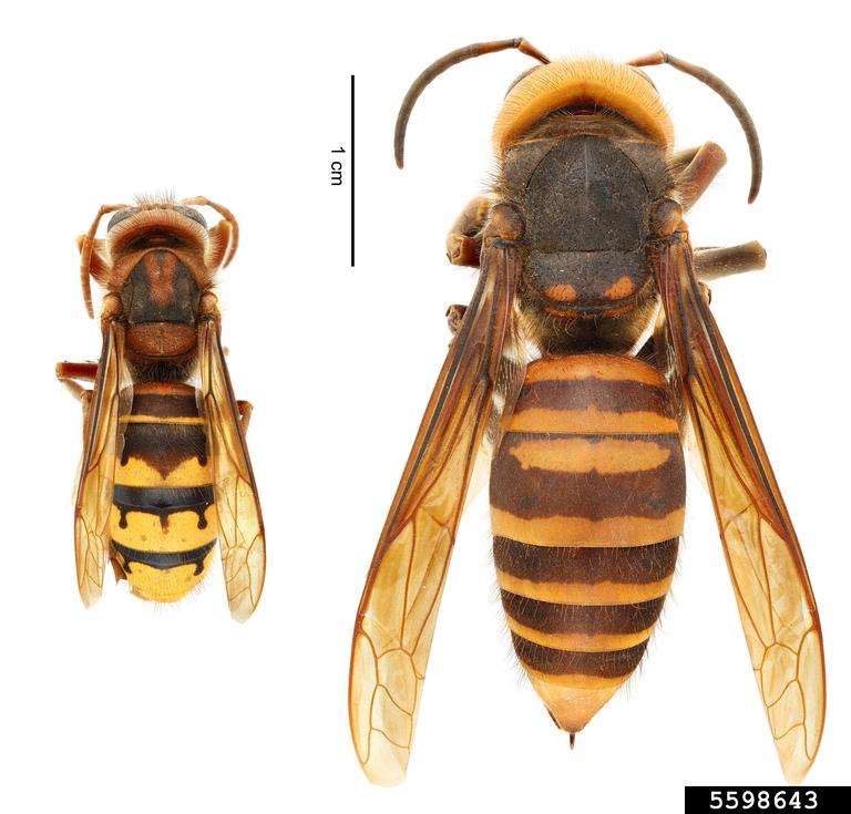 (left) European hornet (Vespa crabro) | (right) northern giant hornet (Vespa mandarinia)