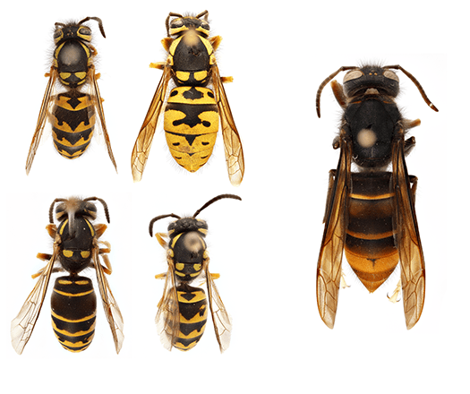 comparison - left: various species of yellowjackets (Vespula spp.);  right: yellow-legged hornet (Vespa velutina)