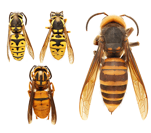 (left) Various species of yellowjackets (Vespula spp.) | (right) northern giant hornet (Vespa mandarinia)