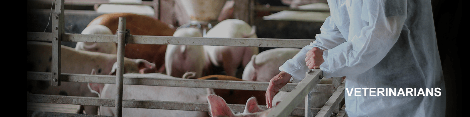 Swine-vet-header