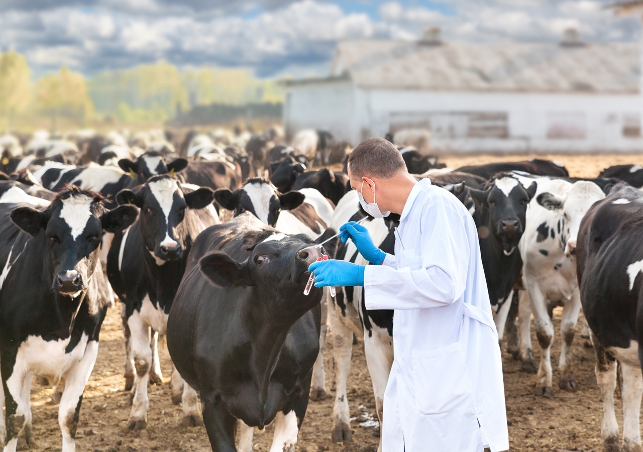 Veterinarian at Cattle Farm