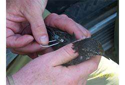 starling being tagged