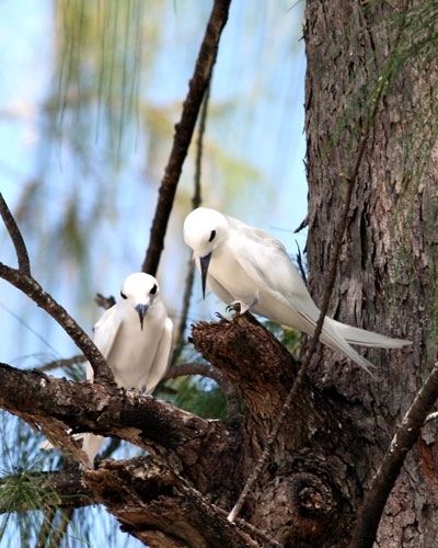 White terns