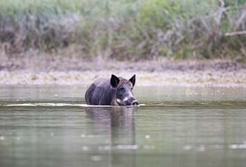 A Feral Swine wading in water A Feral Swine wading in water