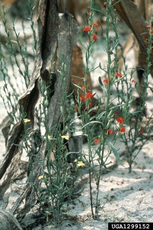 Green stem weeds with red or yellow flowers