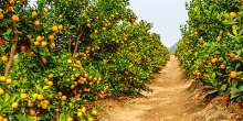 Photo of a Citrus-Orange Orchard