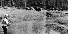 Black and White image of cattle crossing a river wildlife service history