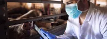 close up of a farm veterinarian in a mask checking pigs