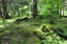 Forest in Curry County, Oregon