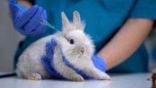 rabbit getting injection