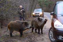 photo of two feral hogs approaching a car on the side of the road