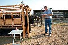 man with a clipboard standing next to a cattle chute containing a black cow