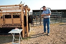 man with a clipboard standing next to a cattle chute containing a black cow