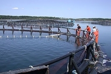 aquaculture