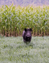 feral pig on edge of a cornfield