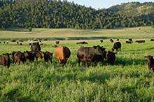 brown cows in a green field
