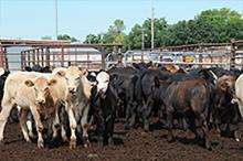 white, black and brown cows in a feedlot