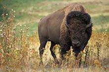 a large bison standing in grass