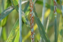 Reddish-brown pustules on a wheat stem will turn black as it decays.