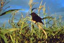 Blackbird sitting on a stalk of grain
