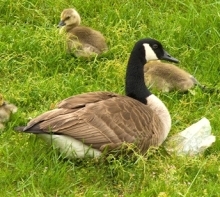 Canada goose sitting with her babies