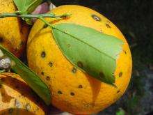 Orange fruit with dark spots (lesions) all over its surface and a green leaf with lesions visible along the leaf's edge.