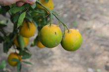 Abnormally small oranges on a branch. The fruit is orange at the top near the stem but gradually changes to dark green on the bottom.