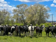 Herd of black/white cows in a pasture with trees in the distance and blue sky above.