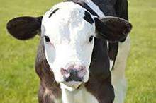 close up photo of a brown and white calf with a white face