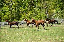 photo of four brown horses running in a fenced field
