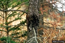 Large canker lesion on the trunk of a larch tree.