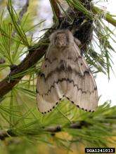 Adult Female Spongy Moth 