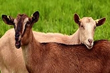 photo of one white and one brown goat standing together