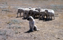 Guard dog watching over a small flock of sheep