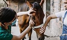 vet examining a horse