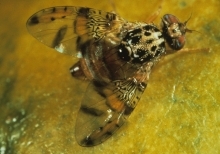 Adult Mediterranean fruit fly on fruit.