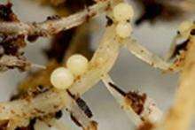 Microscopic round, white Globodera pallida cysts on potato roots