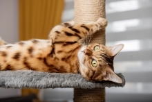 A tan and brown cat lies on his back near a scratching post.