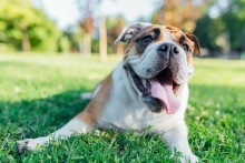 Dog lying in the grass