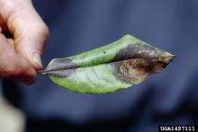 Green, curling rhododendron leaf with black-ish brown spots indicative of phytophthora ramorum infection