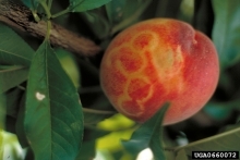 Yellow rings on a yellow-fleshed peach.