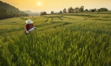 inspector in field of grain