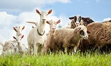 sheep and goats in pasture