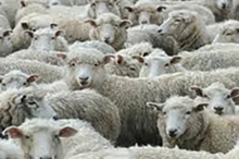 photo of white sheep