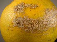 Scab-like lesions on a grapefruit.