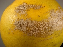 Scab-like lesions on a grapefruit.